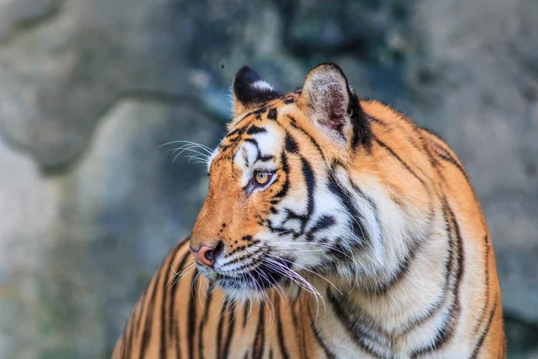 Orange tiger i djungeln — Stockfoto