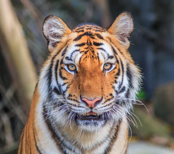 Orange tiger i djungeln — Stockfoto