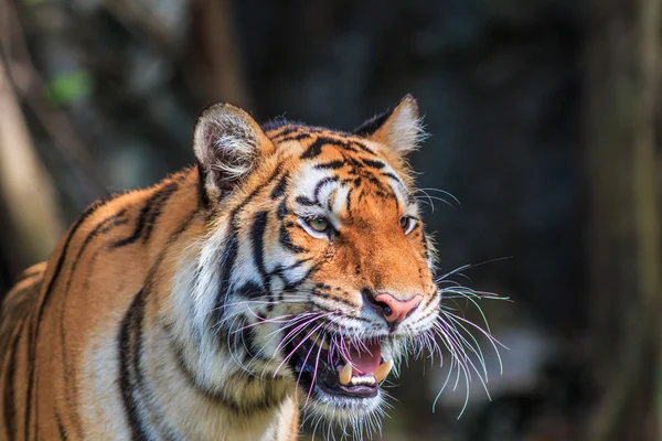 Tigre naranja en la selva — Foto de Stock