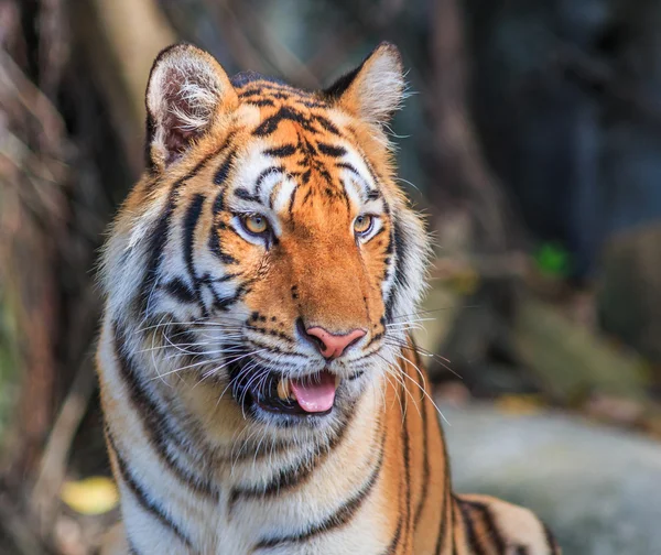 Oranje tiger in de jungle — Stockfoto