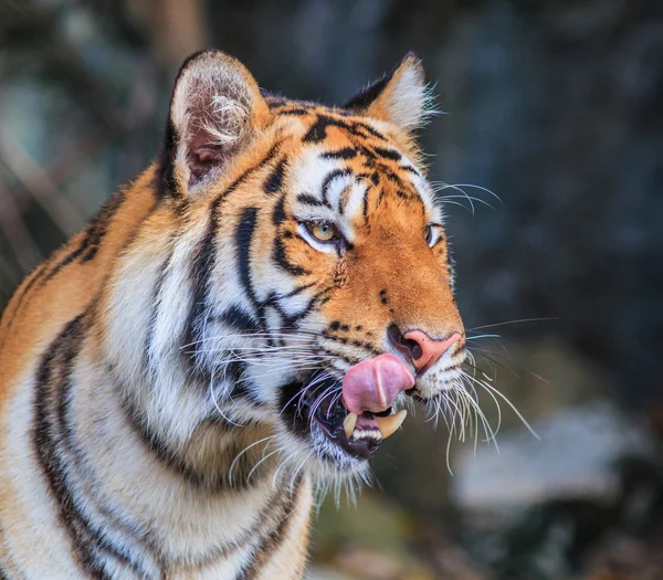 Orangener Tiger im Dschungel — Stockfoto