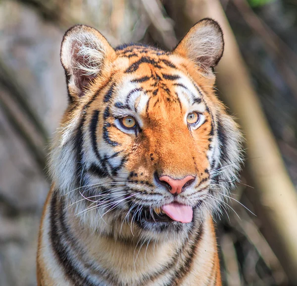 Orange tiger i djungeln — Stockfoto