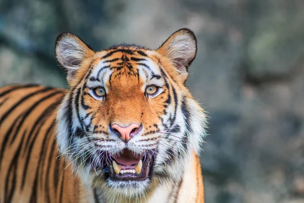 Orangener Tiger im Dschungel — Stockfoto