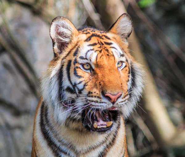 Tigru portocaliu în junglă — Fotografie, imagine de stoc