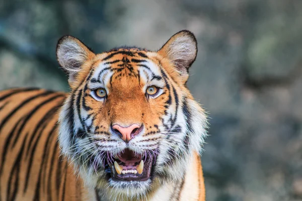 Oranje tiger in de jungle — Stockfoto