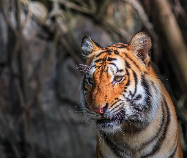 Tigre arancione nella giungla — Foto Stock