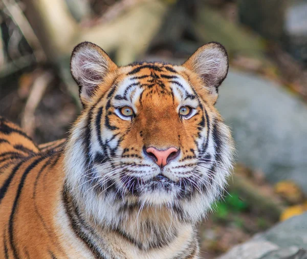 Appelsintiger i jungelen – stockfoto