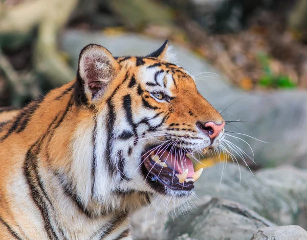 Orange tiger i djungeln — Stockfoto