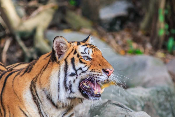 Orangener Tiger im Dschungel — Stockfoto