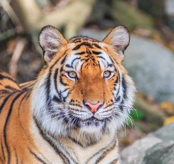 Orange tiger in jungle — Stock Photo, Image