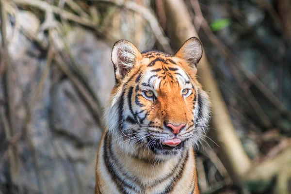 Narancssárga tigris a dzsungelben — Stock Fotó