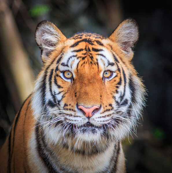 Wild orange tiger in jungle,close up
