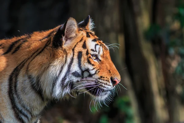 Narancssárga tigris a dzsungelben — Stock Fotó