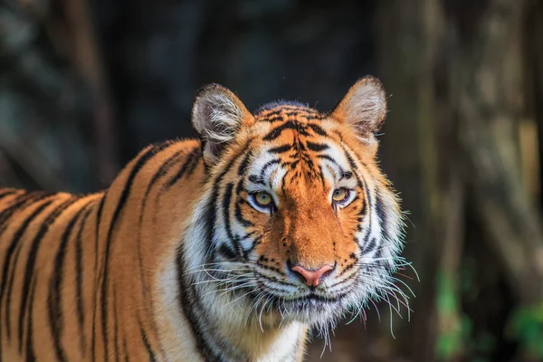 Orange tiger in jungle — Stock Photo, Image