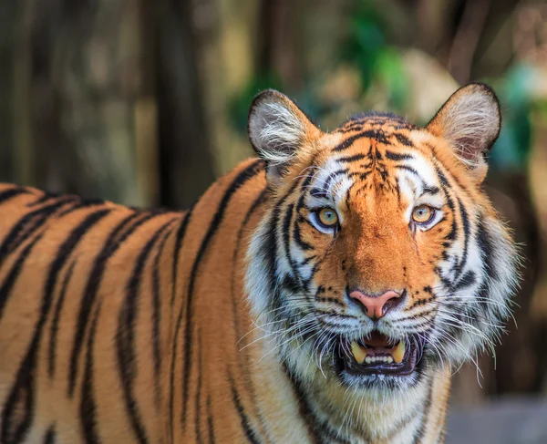 Помаранчевий тигр у джунглях — стокове фото