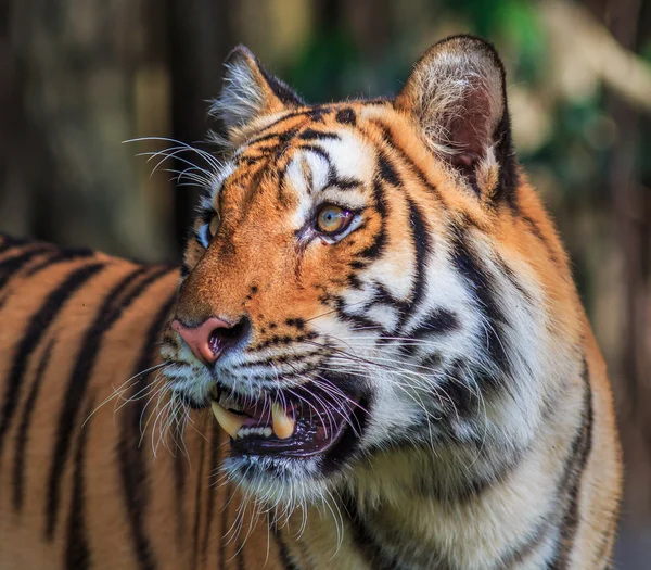 Πορτοκαλιά τίγρη στη ζούγκλα — Φωτογραφία Αρχείου