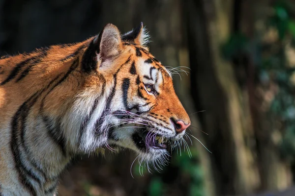 Orangener Tiger im Dschungel — Stockfoto