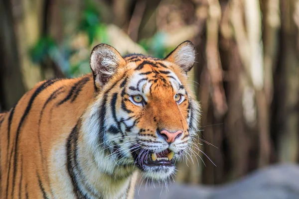 Tigre naranja en la selva —  Fotos de Stock