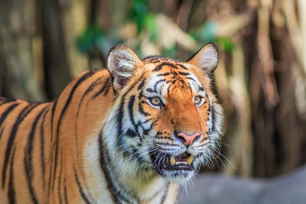 Oranje tiger in de jungle — Stockfoto