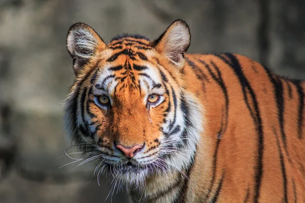 Tigre arancione nella giungla — Foto Stock