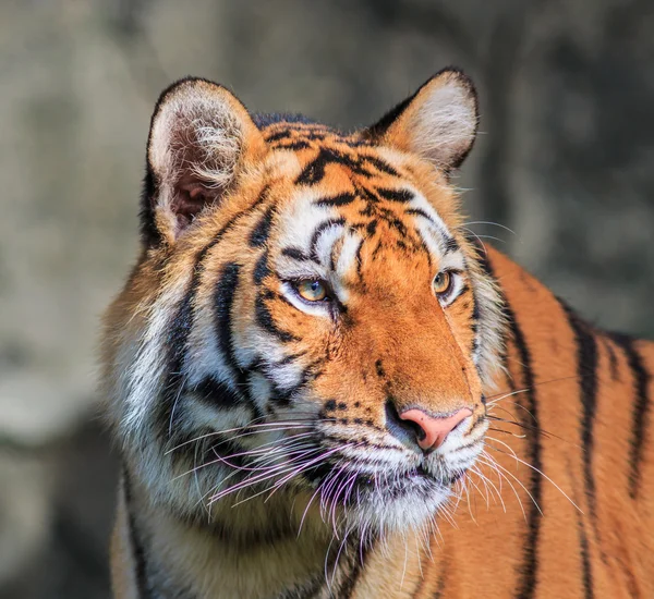 Πορτοκαλιά τίγρη στη ζούγκλα — Φωτογραφία Αρχείου