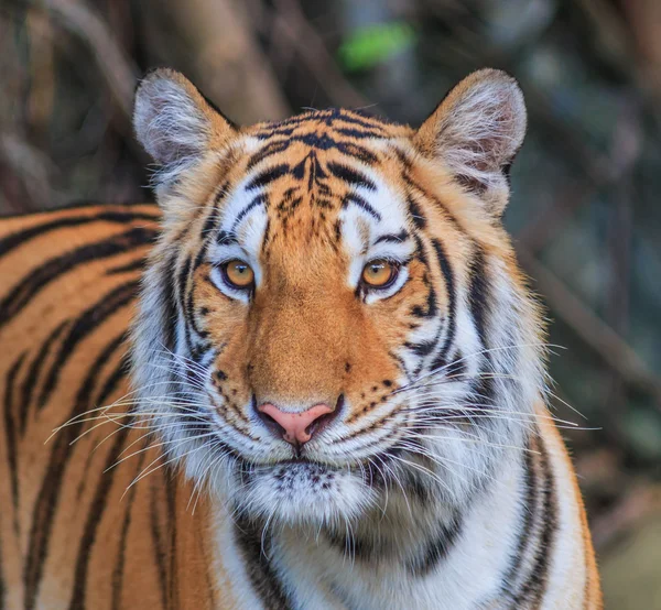 Orange tiger in jungle — Stock Photo, Image