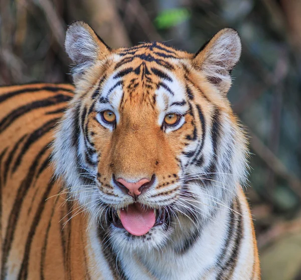 Oranje tiger in de jungle — Stockfoto