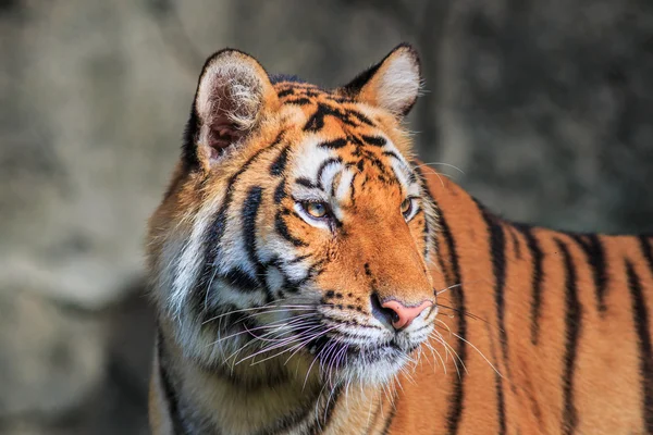 Orange tiger in jungle — Stock Photo, Image