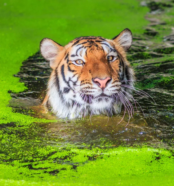 Oranžové tygr ve vodě — Stock fotografie
