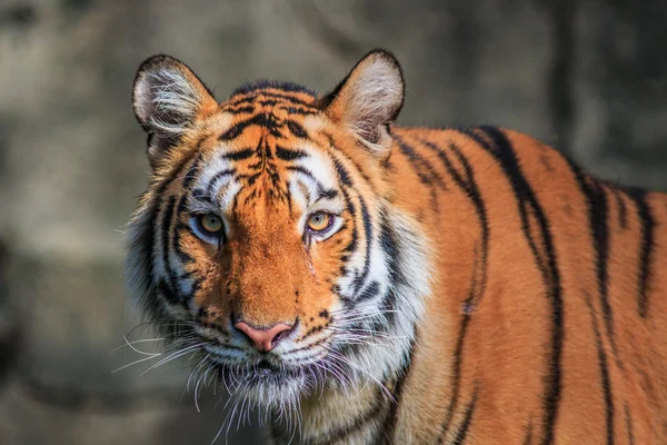 ジャングルの中でオレンジの虎 — ストック写真