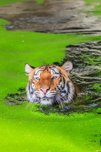 Oranžové tygr ve vodě — Stock fotografie