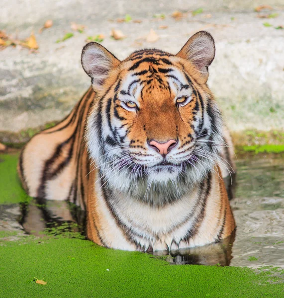 Orange tiger in water — Stock Photo, Image