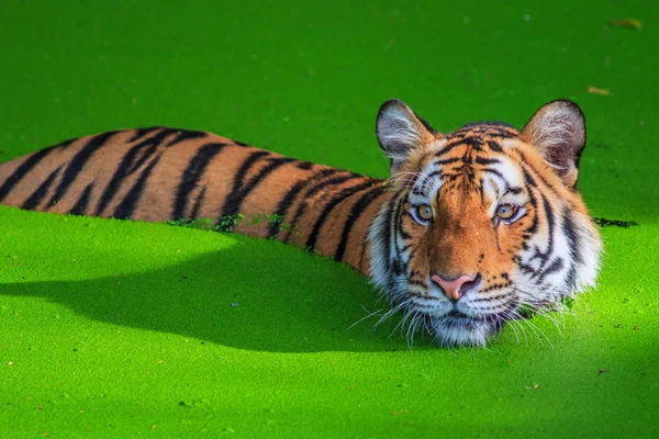 Tigre naranja en el agua —  Fotos de Stock