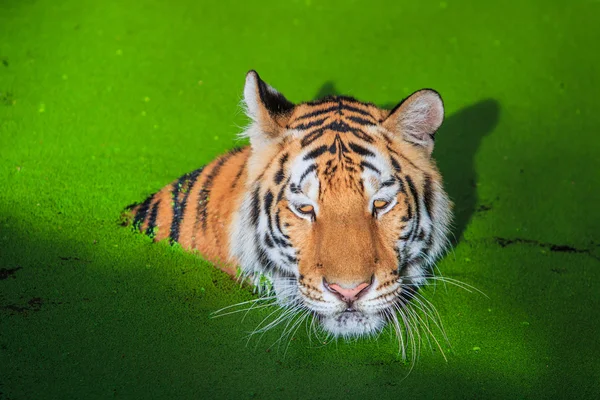 Oranje tiger in water — Stockfoto