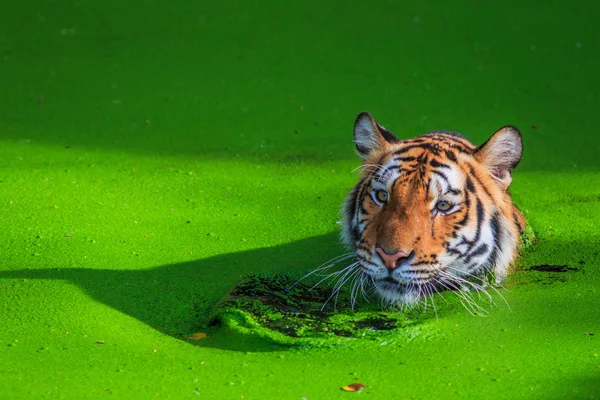 Pomarańczowy Tygrys w wodzie — Zdjęcie stockowe