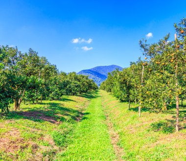 Çiftlikte portakal bahçeleri