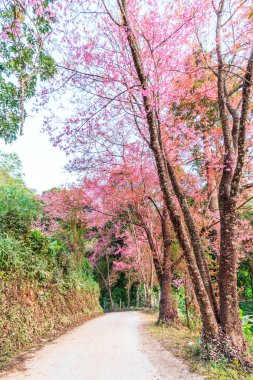 Sakura Chiang Mai Tayland