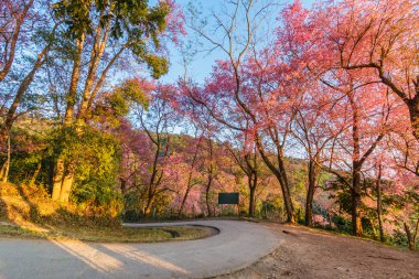 Sakura Chiang Mai Tayland