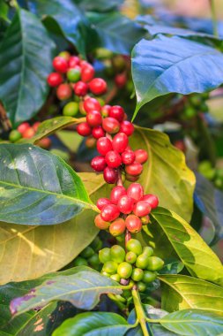 Kahve çekirdekleri arabica ağaç üzerinde