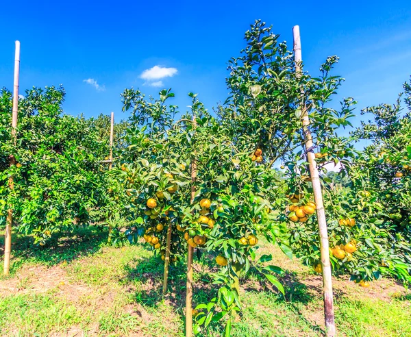 Pomerančových hájů na farmě — Stock fotografie