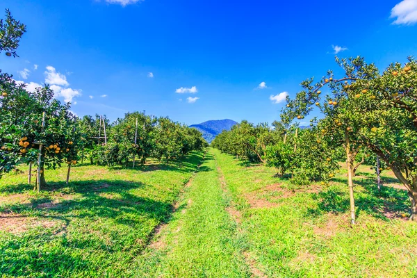 Naranjos en la granja — Foto de Stock