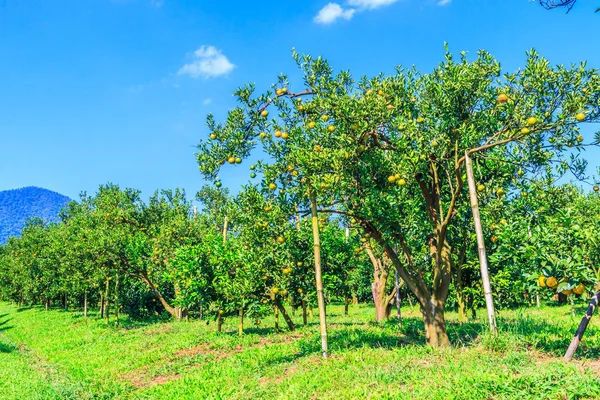 Perkebunan jeruk di pertanian — Stok Foto