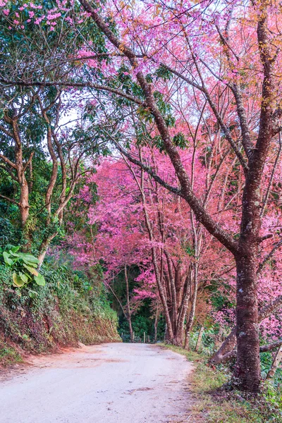 Sakura i Chiang Mai Thailand — Stockfoto