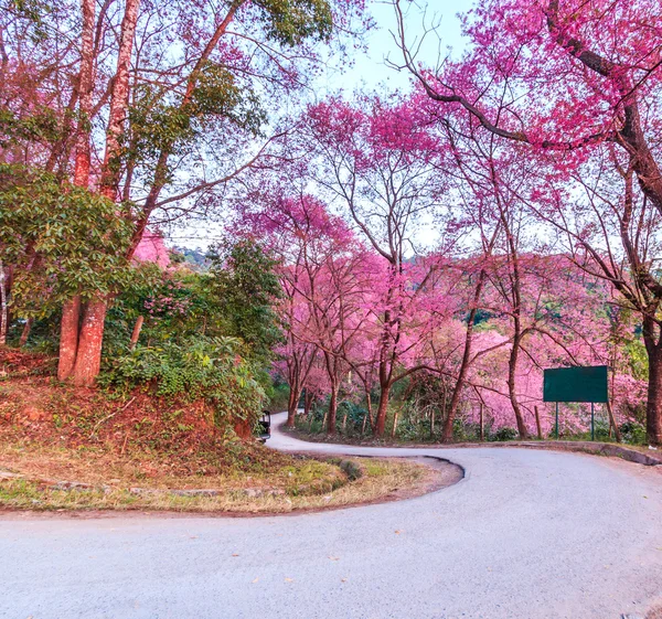 Sakura in Chiang Mai Thailand — Stockfoto