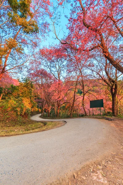 チェンマイ タイの桜 — ストック写真