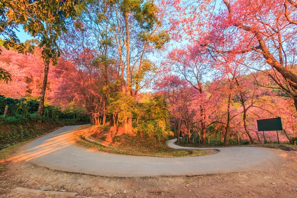 Sakura in Chiang Mai Thailanda — Fotografie, imagine de stoc