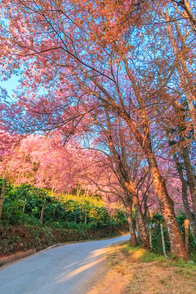 Sakura i Chiang Mai Thailand — Stockfoto