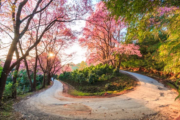 Sakura σε Τσιάνγκ Μάι της Ταϊλάνδης — Φωτογραφία Αρχείου