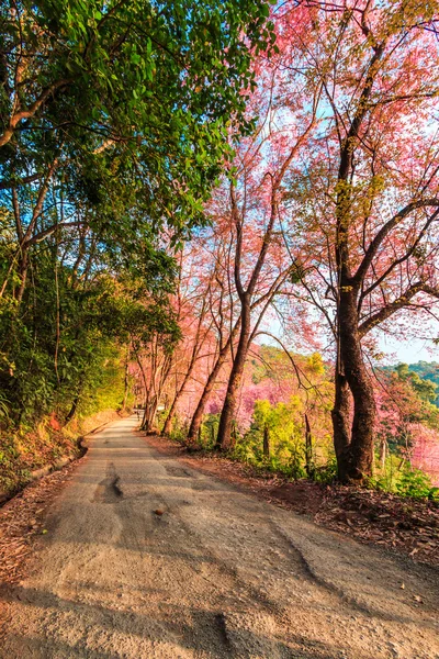 Sakura w Chiang Mai, Tajlandia — Zdjęcie stockowe