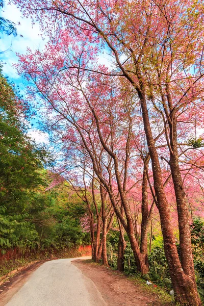 Sakura in Chiang Mai Thailand — Stockfoto